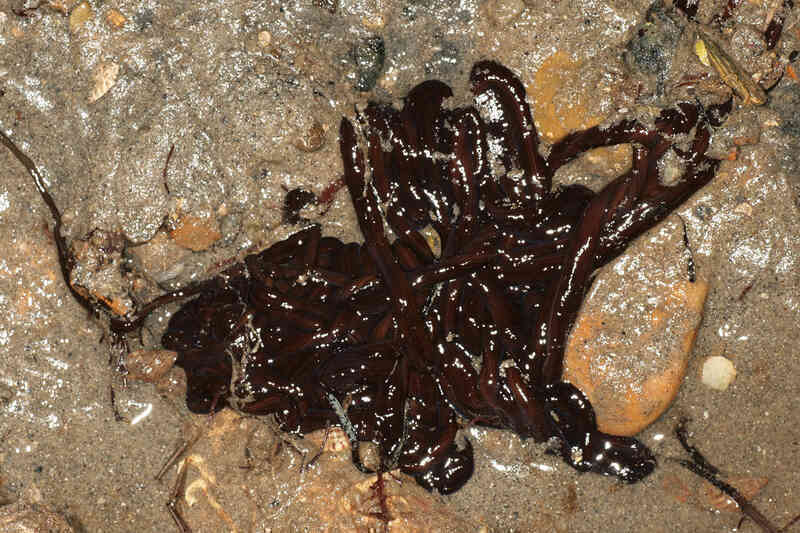 Hóa ra 'Venom symbiote' của Trái Đất chỉ là một loài giun - Ảnh 5. Hóa ra 'Venom symbiote' của Trái Đất chỉ là một loài giun - Ảnh 5.