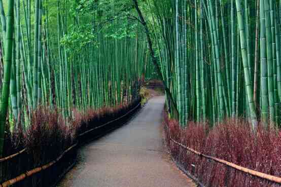 Mùa hè ở cố đô Kyoto - Ảnh 5. Mùa hè ở cố đô Kyoto - Ảnh 5.