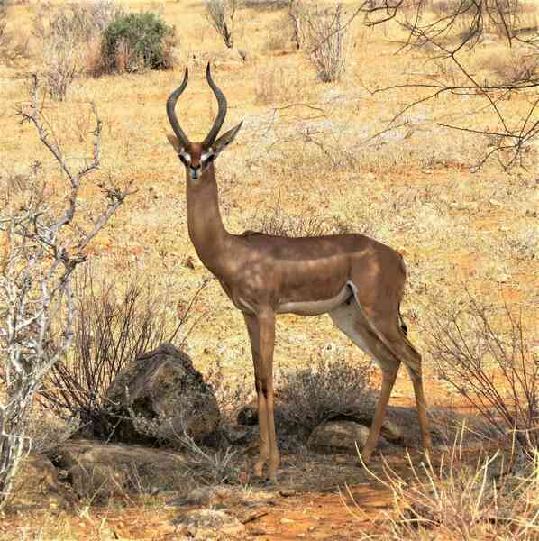 Tại sao linh dương Gerenuk có thể sống mà cả đời không cần uồng nước?