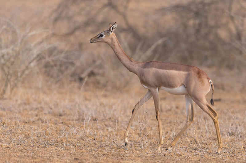 Tại sao linh dương Gerenuk có thể sống mà cả đời không cần uồng nước? - Ảnh 3.
