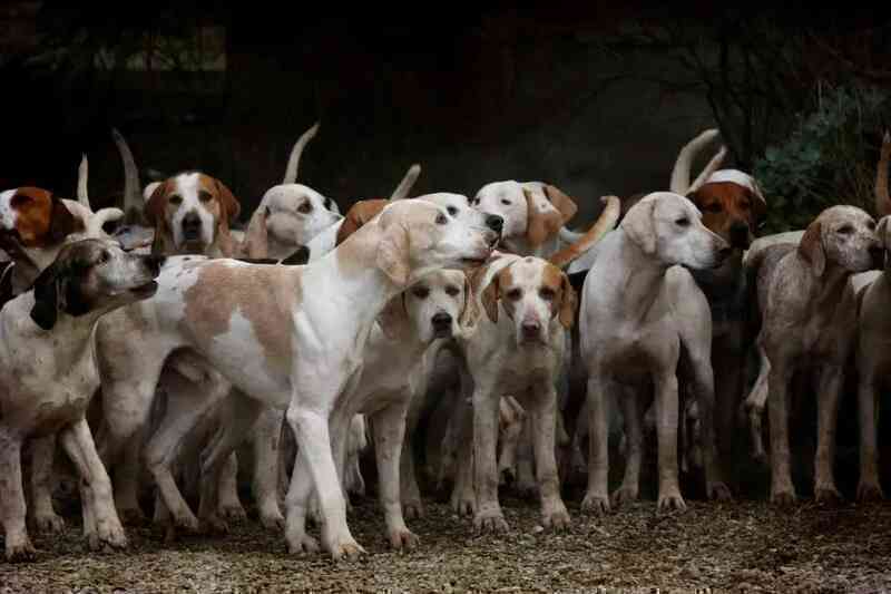Sivri Ada: Hòn đảo với 80.000 chú chó bị bỏ rơi - Ảnh 4.