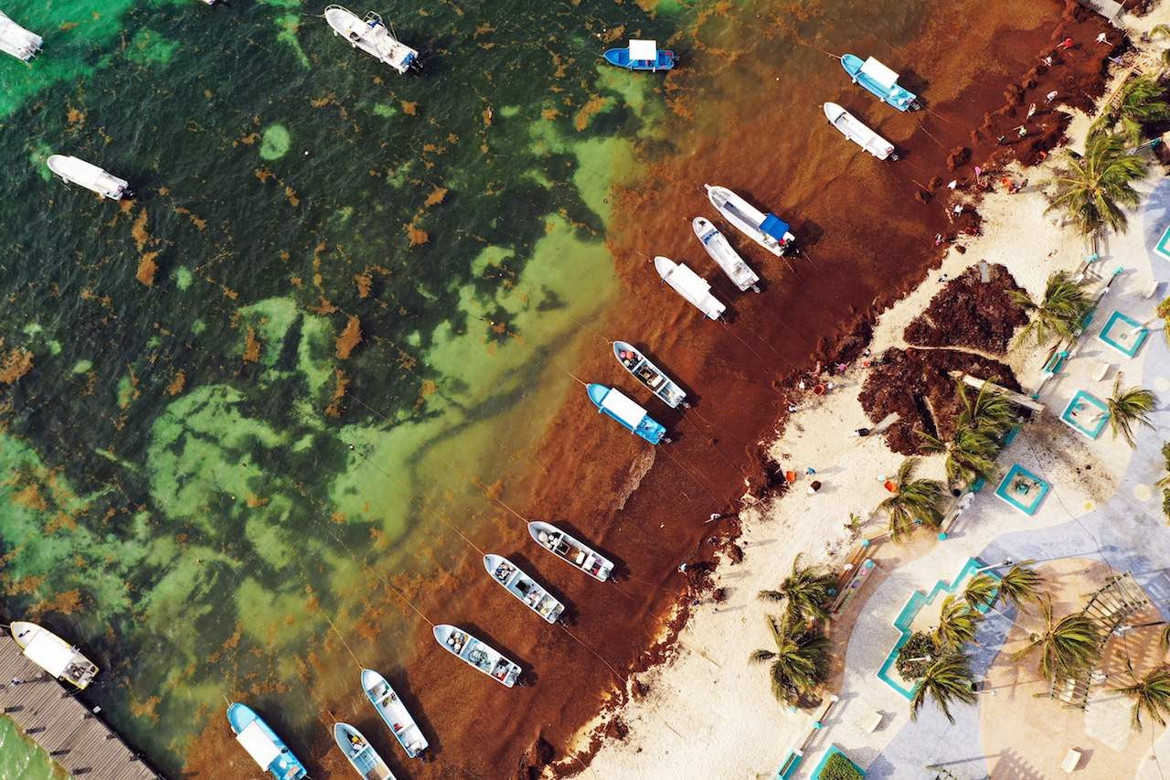 Vì sao biển Sargasso được các nhà khoa học gọi là biển nghĩa địa? - Ảnh 7. Vì sao biển Sargasso được các nhà khoa học gọi là biển nghĩa địa? - Ảnh 7.