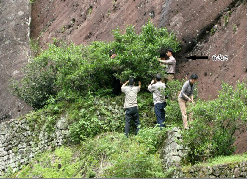 Loại cây mỗi năm chỉ ra vài gram thành phẩm, hiếm tới mức được chính quyền thành phố mua bảo hiểm hơn 300 tỷ - Ảnh 4. Loại cây mỗi năm chỉ ra vài gram thành phẩm, hiếm tới mức được chính quyền thành phố mua bảo hiểm hơn 300 tỷ - Ảnh 4.
