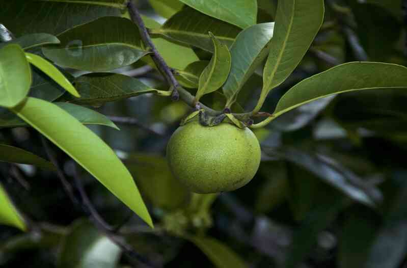 Tại sao Manchineel được coi là loài 'cây sát thủ'? - Ảnh 2. Tại sao Manchineel được coi là loài 'cây sát thủ'? - Ảnh 2.
