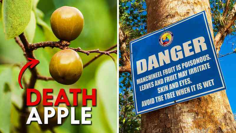 Tại sao Manchineel được coi là loài 'cây sát thủ'? - Ảnh 3. Tại sao Manchineel được coi là loài 'cây sát thủ'? - Ảnh 3.