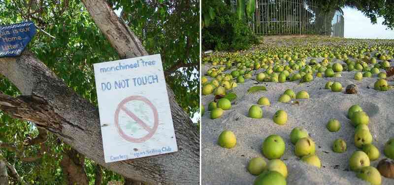 Tại sao Manchineel được coi là loài 'cây sát thủ'? - Ảnh 5. Tại sao Manchineel được coi là loài 'cây sát thủ'? - Ảnh 5.
