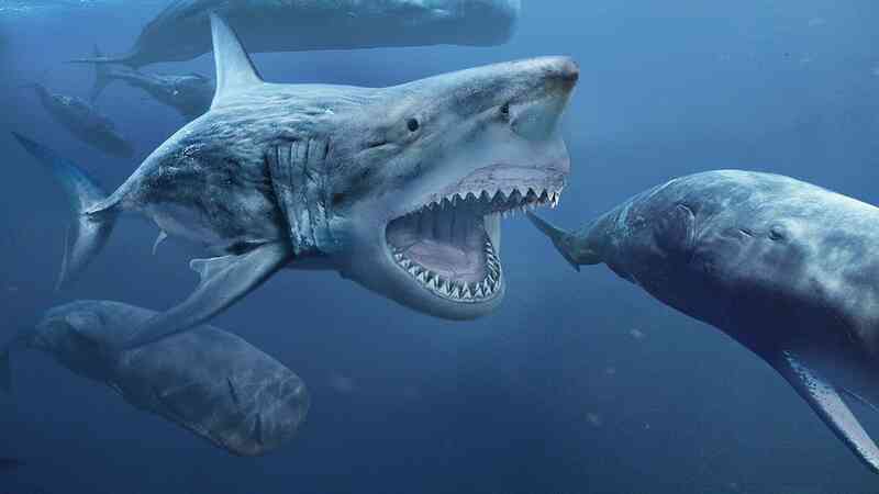 Điều gì sẽ xảy ra nếu cá mập Megalodon chiến đấu với loài trăn khổng lồ Titanoboa? - Ảnh 4. Điều gì sẽ xảy ra nếu cá mập Megalodon chiến đấu với loài trăn khổng lồ Titanoboa? - Ảnh 4.