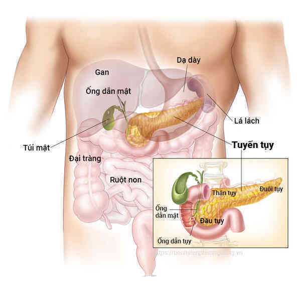 "Mở khóa" chức năng tiết insulin cho dạ dày: Một phương pháp hứa hẹn điều trị tận gốc bệnh tiểu đường - Ảnh 4. "Mở khóa" chức năng tiết insulin cho dạ dày: Một phương pháp hứa hẹn điều trị tận gốc bệnh tiểu đường - Ảnh 4.