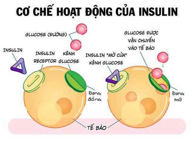 "Mở khóa" chức năng tiết insulin cho dạ dày: Một phương pháp hứa hẹn điều trị tận gốc bệnh tiểu đường - Ảnh 5. "Mở khóa" chức năng tiết insulin cho dạ dày: Một phương pháp hứa hẹn điều trị tận gốc bệnh tiểu đường - Ảnh 5.