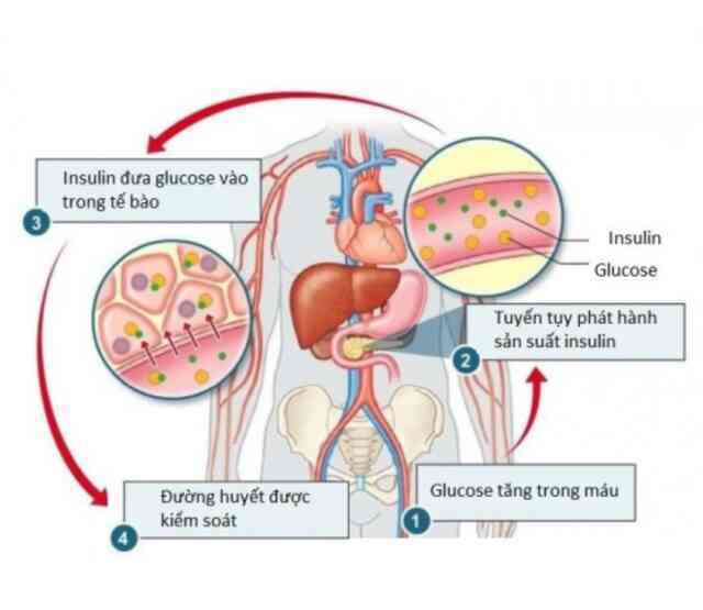 "Mở khóa" chức năng tiết insulin cho dạ dày: Một phương pháp hứa hẹn điều trị tận gốc bệnh tiểu đường - Ảnh 6. "Mở khóa" chức năng tiết insulin cho dạ dày: Một phương pháp hứa hẹn điều trị tận gốc bệnh tiểu đường - Ảnh 6.