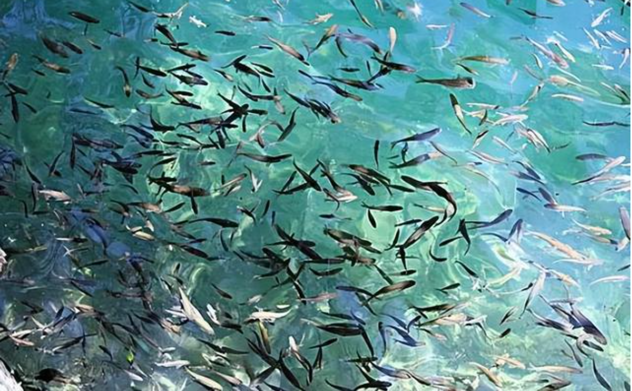 Hang động kỳ lạ "phun ra" hàng chục nghìn con cá mỗi năm, chuyên gia: Chúng là hoá thạch sống - Ảnh 3. Hang động kỳ lạ "phun ra" hàng chục nghìn con cá mỗi năm, chuyên gia: Chúng là hoá thạch sống - Ảnh 3.