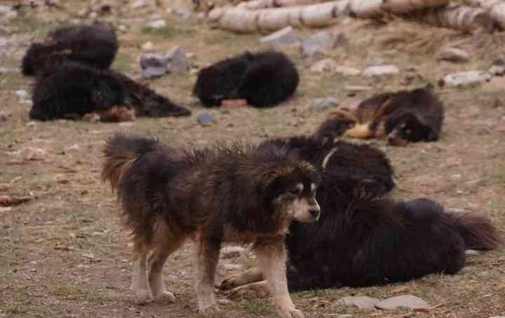 Chó ngao Tây Tạng đang hình thành những 'quân đoàn' đánh gấu nâu, báo tuyết, sói để kiếm thức ăn