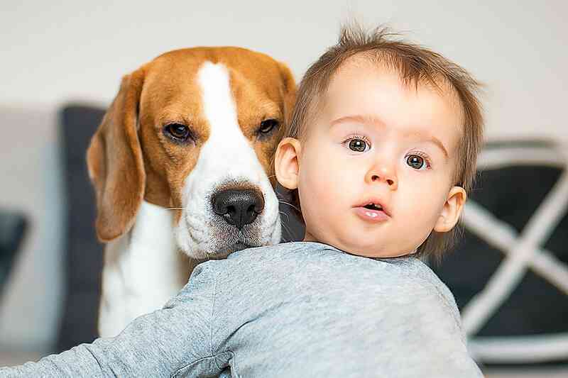 Tại sao con người đã thuần hóa và sống với loài chó hàng vạn năm nhưng vẫn không hiểu được tiếng chó sủa? - Ảnh 3. Tại sao con người đã thuần hóa và sống với loài chó hàng vạn năm nhưng vẫn không hiểu được tiếng chó sủa? - Ảnh 3.