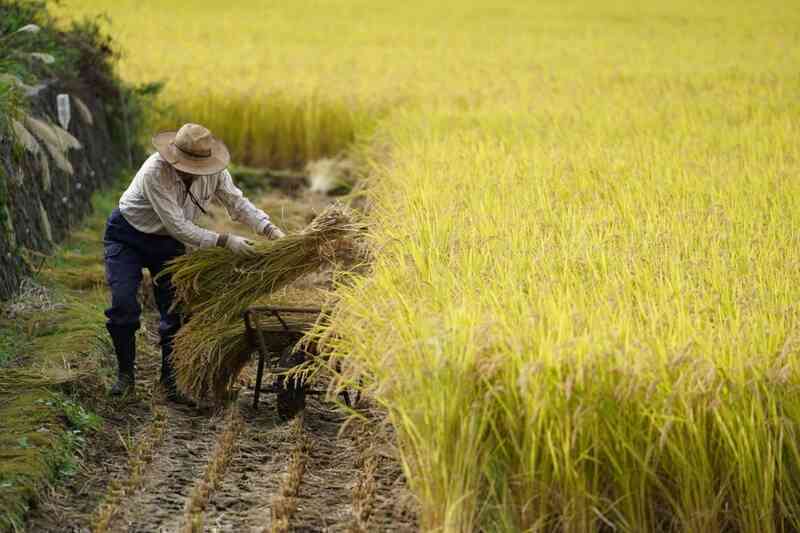 Tại sao người Nhật không còn "mặn mà" với cơm mà dần chuyển sang bánh mì? - Ảnh 4. Tại sao người Nhật không còn "mặn mà" với cơm mà dần chuyển sang bánh mì? - Ảnh 4.