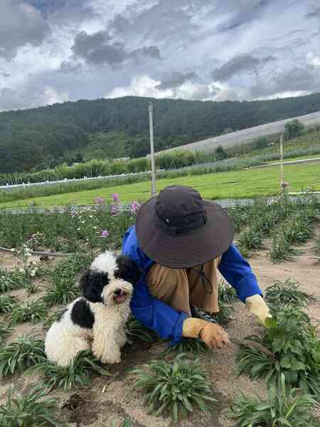 Bỏ nghề dược sĩ đi cuốc đất, trồng hoa: Chi 300 triệu cho khu vườn, da bị nhiều tàn nhang nhưng thấy đáng