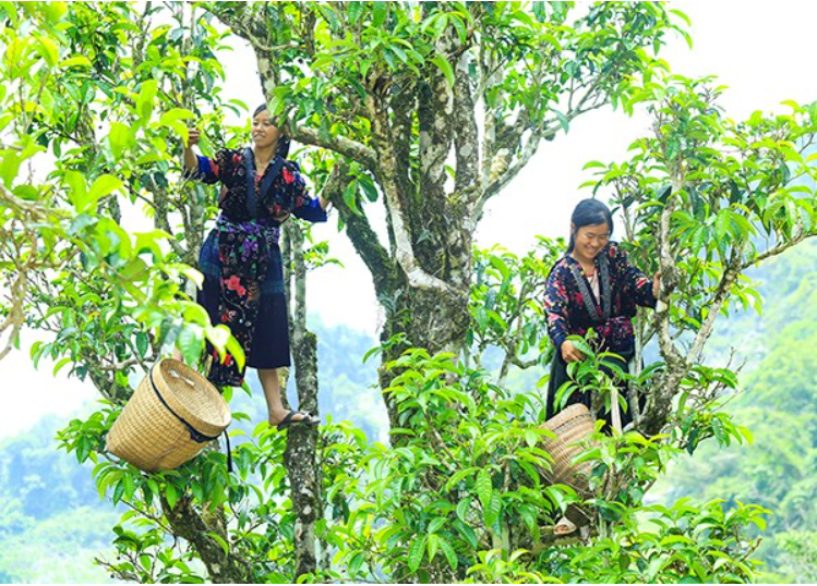 "Đặc sản vàng" 1kg đắt ngang biệt thự nhưng nhà giàu Trung Quốc vẫn lùng mua, Việt Nam có nhiều trong rừng sâu - Ảnh 4. "Đặc sản vàng" 1kg đắt ngang biệt thự nhưng nhà giàu Trung Quốc vẫn lùng mua, Việt Nam có nhiều trong rừng sâu - Ảnh 4.