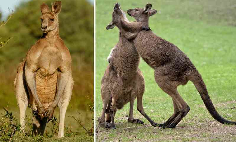 Con người sẽ sớm được cấy 'gân' của kangaroo để phục hồi những chần thương vùng đầu gối