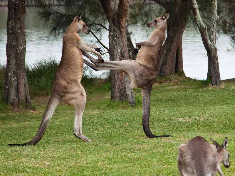 Con người sẽ sớm được cấy 'gân' của kangaroo để phục hồi những chần thương vùng đầu gối - Ảnh 2. Con người sẽ sớm được cấy 'gân' của kangaroo để phục hồi những chần thương vùng đầu gối - Ảnh 2.