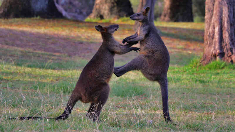 Con người sẽ sớm được cấy 'gân' của kangaroo để phục hồi những chần thương vùng đầu gối - Ảnh 3. Con người sẽ sớm được cấy 'gân' của kangaroo để phục hồi những chần thương vùng đầu gối - Ảnh 3.