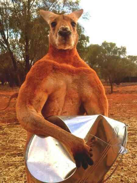 Con người sẽ sớm được cấy 'gân' của kangaroo để phục hồi những chần thương vùng đầu gối - Ảnh 4. Con người sẽ sớm được cấy 'gân' của kangaroo để phục hồi những chần thương vùng đầu gối - Ảnh 4.