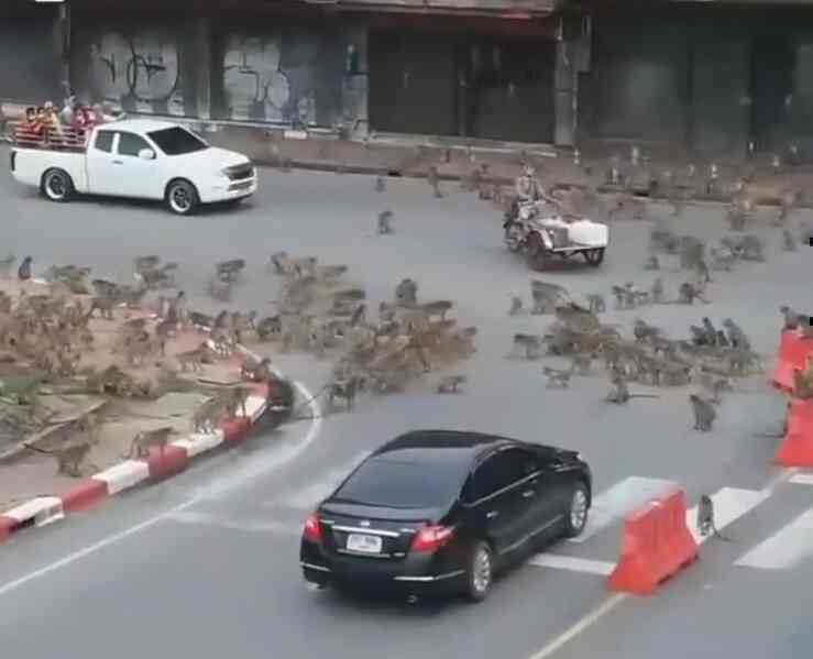 Chiến tranh giữa các loài vật còn bi thảm hơn nhiều so với tưởng tượng của con người! - Ảnh 3. Chiến tranh giữa các loài vật còn bi thảm hơn nhiều so với tưởng tượng của con người! - Ảnh 3.