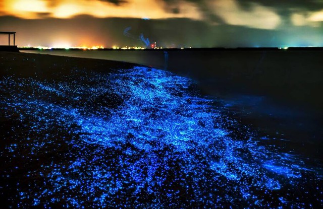 Bí ẩn về hiện tượng biển sao của Maldives! - Ảnh 3. Bí ẩn về hiện tượng biển sao của Maldives! - Ảnh 3.