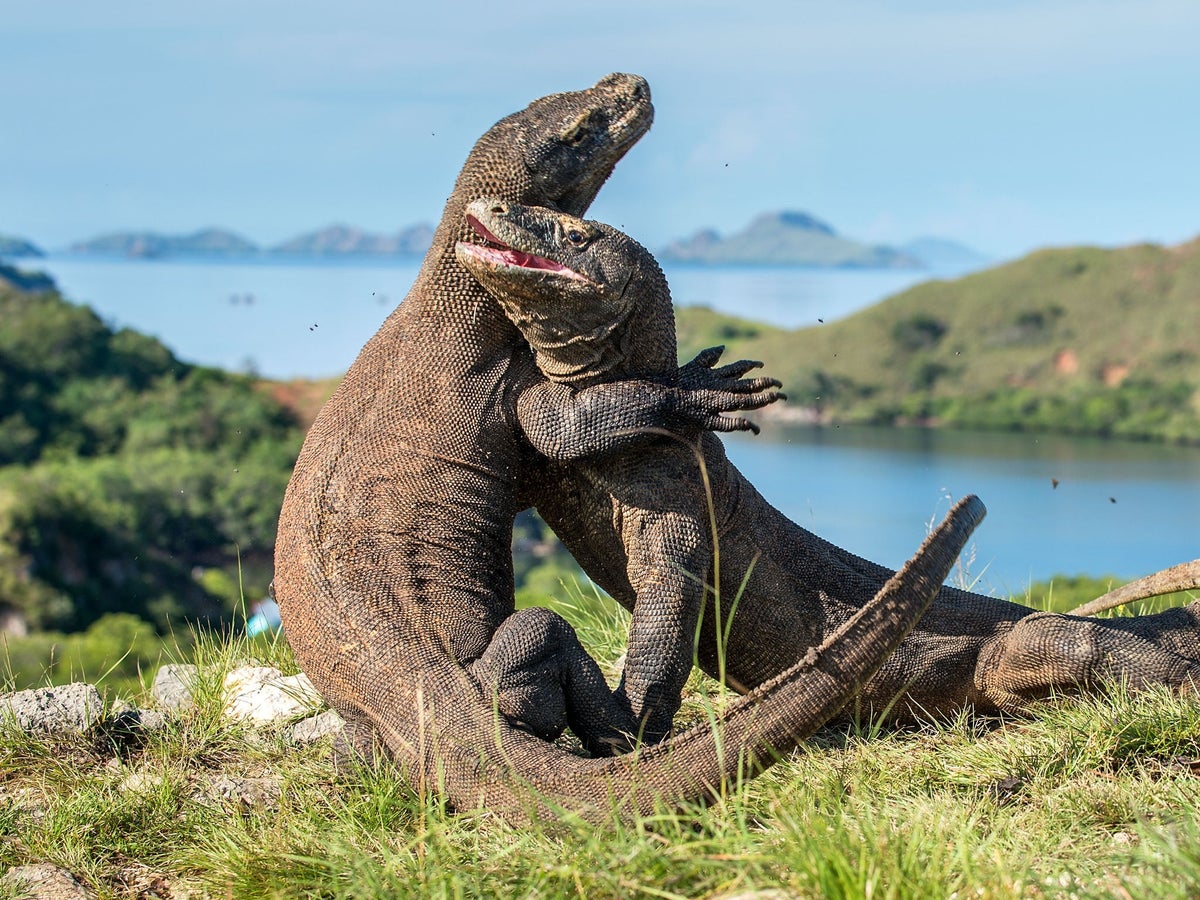 Điều gì xảy ra nếu một người bị rồng Komodo cắn? - Ảnh 2. Điều gì xảy ra nếu một người bị rồng Komodo cắn? - Ảnh 2.