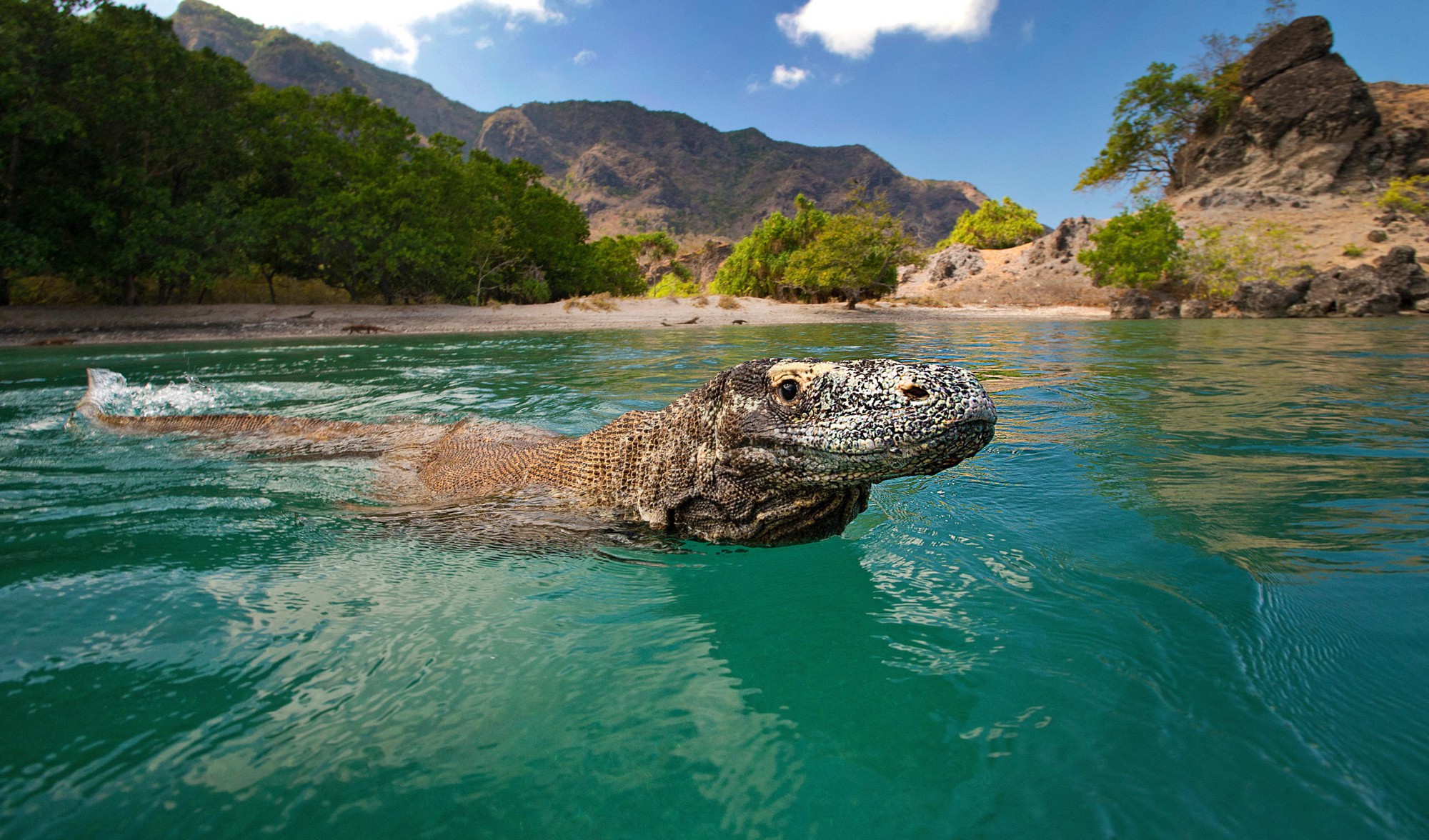 Điều gì xảy ra nếu một người bị rồng Komodo cắn? - Ảnh 3. Điều gì xảy ra nếu một người bị rồng Komodo cắn? - Ảnh 3.