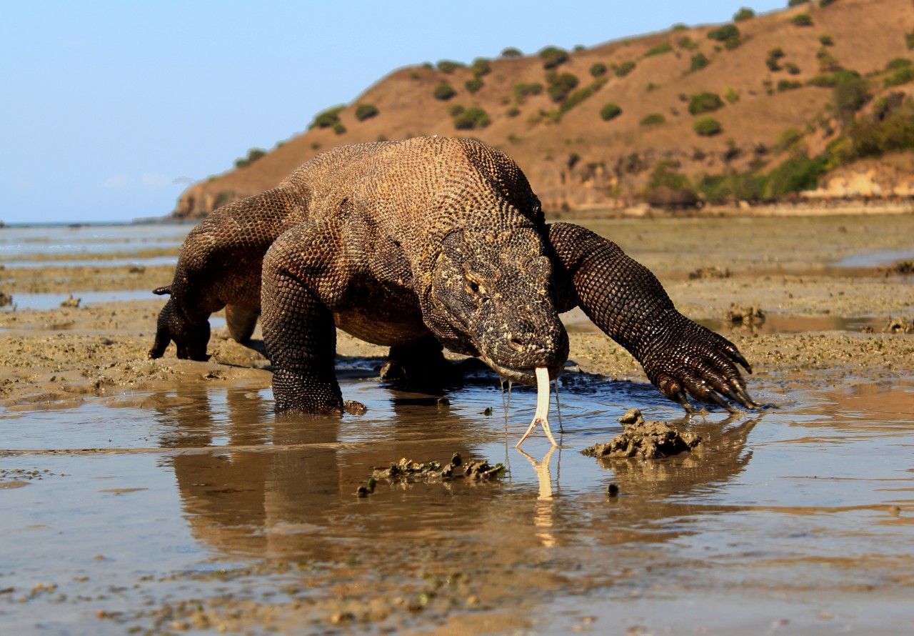 Điều gì xảy ra nếu một người bị rồng Komodo cắn? - Ảnh 5. Điều gì xảy ra nếu một người bị rồng Komodo cắn? - Ảnh 5.