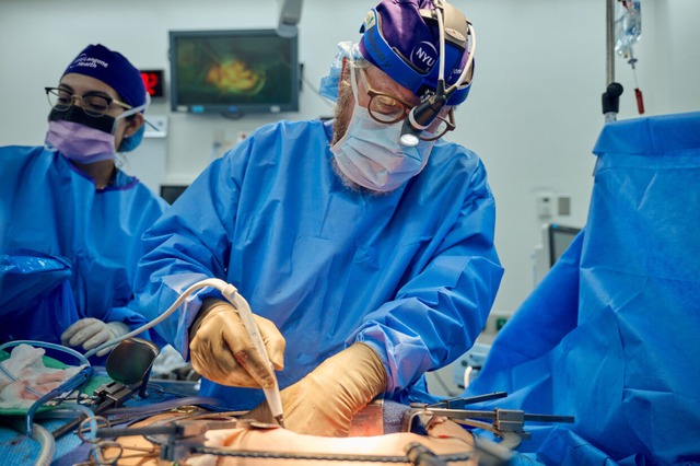 Đột phá: Các bác sĩ Mỹ ghép thận lợn sang người và ước mơ về một nguồn cung nội tạng vô tận - Ảnh 11. Đột phá: Các bác sĩ Mỹ ghép thận lợn sang người và ước mơ về một nguồn cung nội tạng vô tận - Ảnh 11.