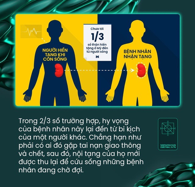 Đột phá: Các bác sĩ Mỹ ghép thận lợn sang người và ước mơ về một nguồn cung nội tạng vô tận - Ảnh 13. Đột phá: Các bác sĩ Mỹ ghép thận lợn sang người và ước mơ về một nguồn cung nội tạng vô tận - Ảnh 13.