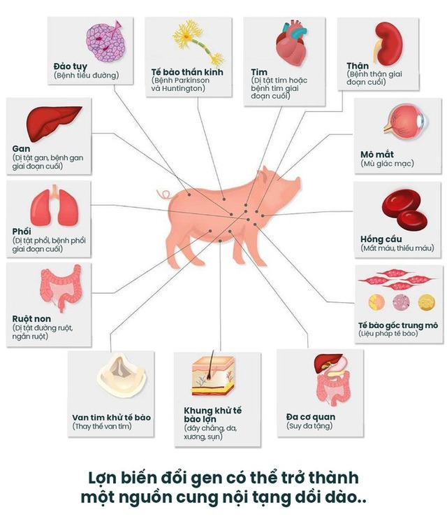 Đột phá: Các bác sĩ Mỹ ghép thận lợn sang người và ước mơ về một nguồn cung nội tạng vô tận - Ảnh 14. Đột phá: Các bác sĩ Mỹ ghép thận lợn sang người và ước mơ về một nguồn cung nội tạng vô tận - Ảnh 14.