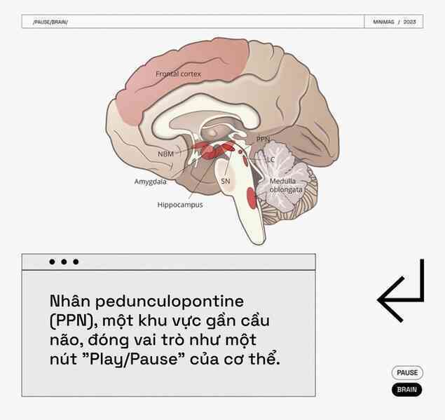 Các nhà khoa học tìm thấy một nút "Pause" trong não bộ, khi nhấn vào, toàn bộ cơ thể bạn sẽ bất động - Ảnh 12. Các nhà khoa học tìm thấy một nút "Pause" trong não bộ, khi nhấn vào, toàn bộ cơ thể bạn sẽ bất động - Ảnh 12.