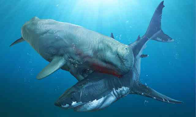Không phải Megalodon, 5 loài này mới thực sự là quái vật mạnh nhất đại dương cổ đại - Ảnh 5. Không phải Megalodon, 5 loài này mới thực sự là quái vật mạnh nhất đại dương cổ đại - Ảnh 5.
