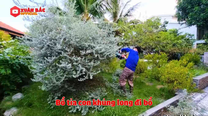Bên trong biệt phủ tiền tỷ của Xuân Bắc: Không gian sống an yên, chiếm "spotlight" là sân vườn quanh năm hoa trái sai trĩu mọc - Ảnh 14. Bên trong biệt phủ tiền tỷ của Xuân Bắc: Không gian sống an yên, chiếm "spotlight" là sân vườn quanh năm hoa trái sai trĩu mọc - Ảnh 14.