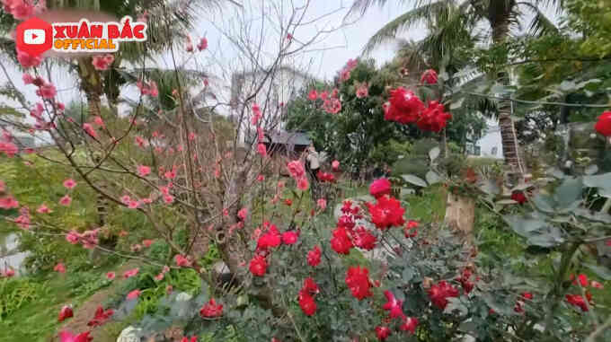 Bên trong biệt phủ tiền tỷ của Xuân Bắc: Không gian sống an yên, chiếm "spotlight" là sân vườn quanh năm hoa trái sai trĩu mọc - Ảnh 15. Bên trong biệt phủ tiền tỷ của Xuân Bắc: Không gian sống an yên, chiếm "spotlight" là sân vườn quanh năm hoa trái sai trĩu mọc - Ảnh 15.