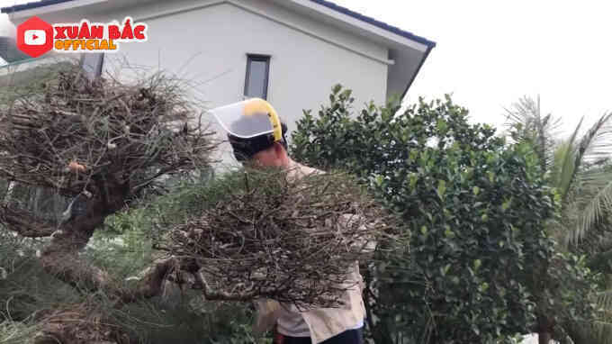 Bên trong biệt phủ tiền tỷ của Xuân Bắc: Không gian sống an yên, chiếm "spotlight" là sân vườn quanh năm hoa trái sai trĩu mọc - Ảnh 16. Bên trong biệt phủ tiền tỷ của Xuân Bắc: Không gian sống an yên, chiếm "spotlight" là sân vườn quanh năm hoa trái sai trĩu mọc - Ảnh 16.