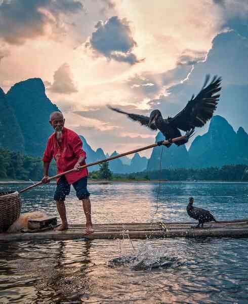 Tại sao nhiều nơi lại cấm đánh bắt cá bằng chim cốc? - Ảnh 3. Tại sao nhiều nơi lại cấm đánh bắt cá bằng chim cốc? - Ảnh 3.