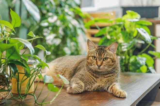 Chi 70 triệu đồng sửa nhà với rất nhiều cây, chàng trai bị hỏi