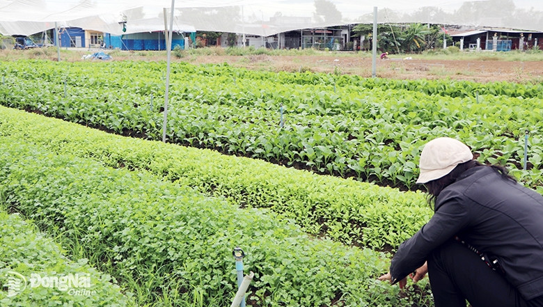 Ứng dụng công nghệ cao trong sản xuất nông nghiệp ở Đồng Nai
