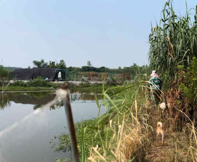 Người phụ nữ thuê trọn hòn đảo, giấu gia đình một mình nuôi hơn 200 chú chó lang thang - Ảnh 2. Người phụ nữ thuê trọn hòn đảo, giấu gia đình một mình nuôi hơn 200 chú chó lang thang - Ảnh 2.
