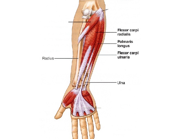 Tại sao một số người không có cơ palmaris longus?