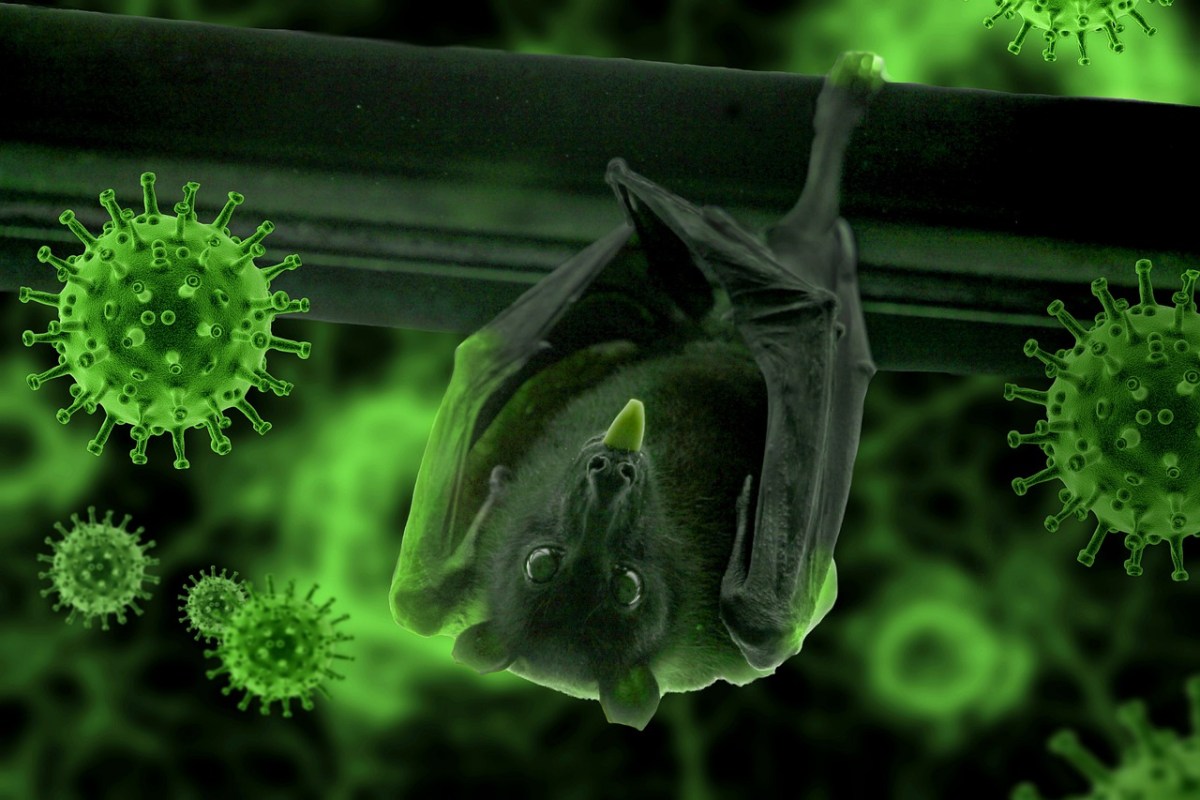 Virus Nipah bùng phát: Tỷ lệ tử vong cao gấp 20 lần COVID-19, WHO cảnh báo có thể gây ra đại dịch tiếp theo - Ảnh 2. Virus Nipah bùng phát: Tỷ lệ tử vong cao gấp 20 lần COVID-19, WHO cảnh báo có thể gây ra đại dịch tiếp theo - Ảnh 2.