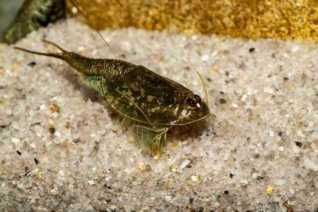 Hóa thạch sống tôm khủng long ba mắt đang gây ra một 'cơn sốt' trong giới nghiên cứu! - Ảnh 4.