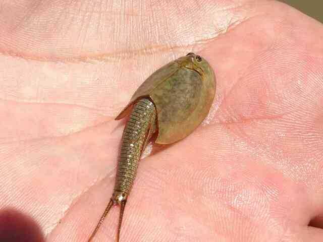 Hóa thạch sống tôm khủng long ba mắt đang gây ra một 'cơn sốt' trong giới nghiên cứu! - Ảnh 5.