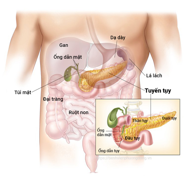 Bất ngờ: Thuốc điều trị ung thư di căn lại có tiềm năng chữa khỏi bệnh tiểu đường- Ảnh 3. Bất ngờ: Thuốc điều trị ung thư di căn lại có tiềm năng chữa khỏi bệnh tiểu đường- Ảnh 3.