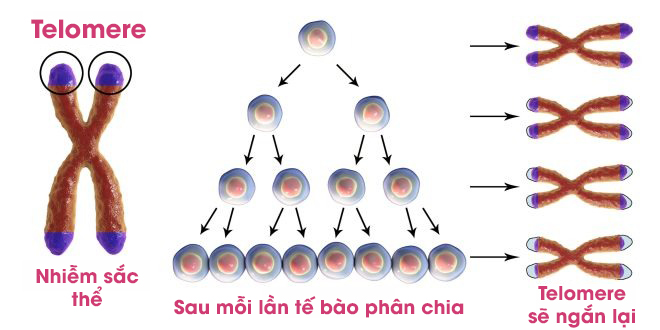 Mỗi năm sống trong thành phố khiến bạn già đi 410 ngày tuổi: 'Lỗ hổng thời gian' và sự lão hóa của tế bào dưới những khoảng trời bê tông- Ảnh 13. Mỗi năm sống trong thành phố khiến bạn già đi 410 ngày tuổi: 'Lỗ hổng thời gian' và sự lão hóa của tế bào dưới những khoảng trời bê tông- Ảnh 13.