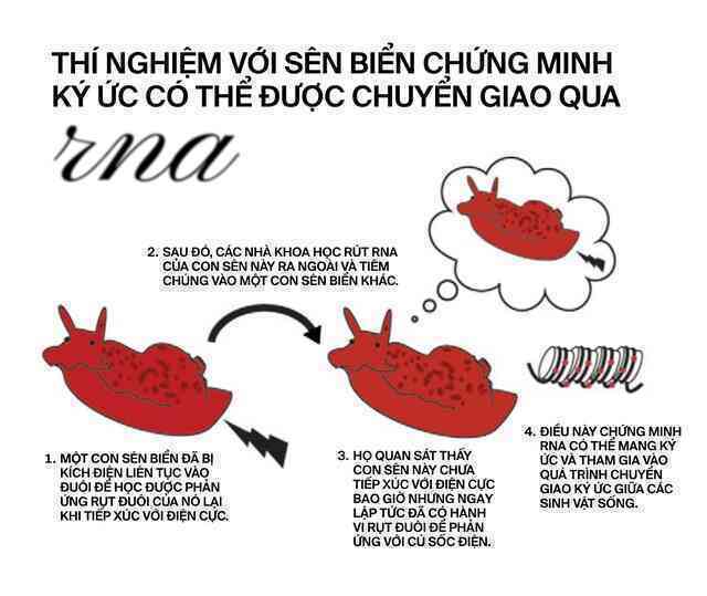 Nếu ký ức tồn tại trong trái tim: Liệu một phần người hiến tim vẫn còn sống, bên trong cơ thể người nhận tạng ghép?- Ảnh 5. Nếu ký ức tồn tại trong trái tim: Liệu một phần người hiến tim vẫn còn sống, bên trong cơ thể người nhận tạng ghép?- Ảnh 5.