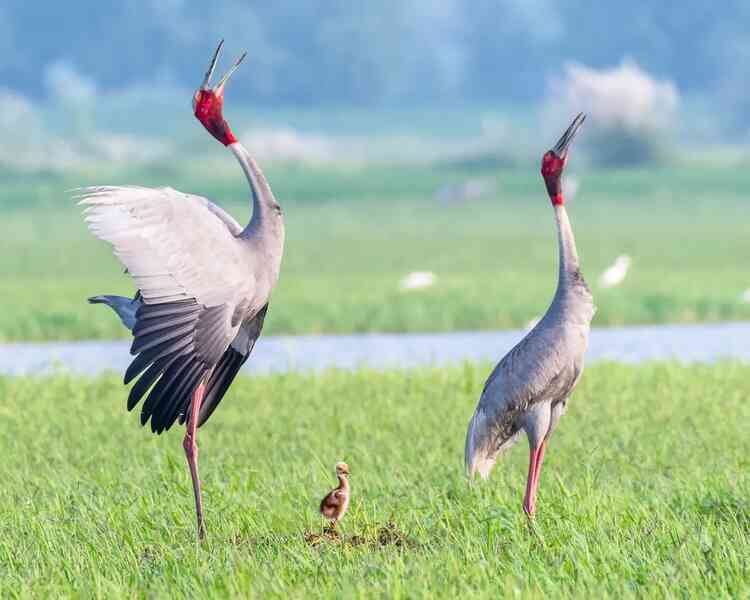 Sếu Sarus: Loài chim biết bay 'cao lớn' nhất hành tinh- Ảnh 2. Sếu Sarus: Loài chim biết bay 'cao lớn' nhất hành tinh- Ảnh 2.