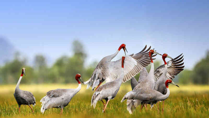 Sếu Sarus: Loài chim biết bay 'cao lớn' nhất hành tinh- Ảnh 4. Sếu Sarus: Loài chim biết bay 'cao lớn' nhất hành tinh- Ảnh 4.